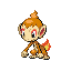 Chimchar